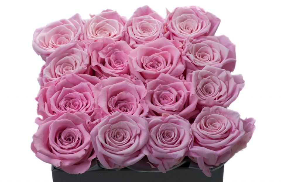 Pink Infinity-Roses-in a-Square-Box