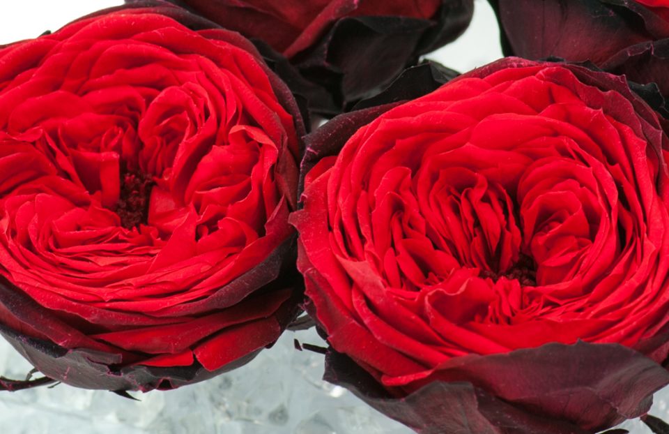 Preserved-Red-English-Roses
