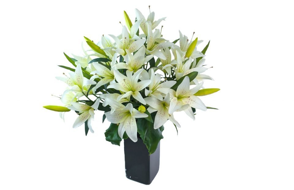 King cream lily in a black vase with dark calla leaves.