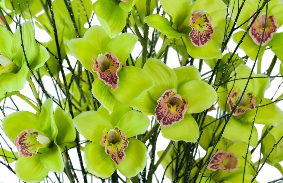 Christmas-cymbidium-orchid-centerpiece