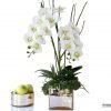 real touch orchids with succulent