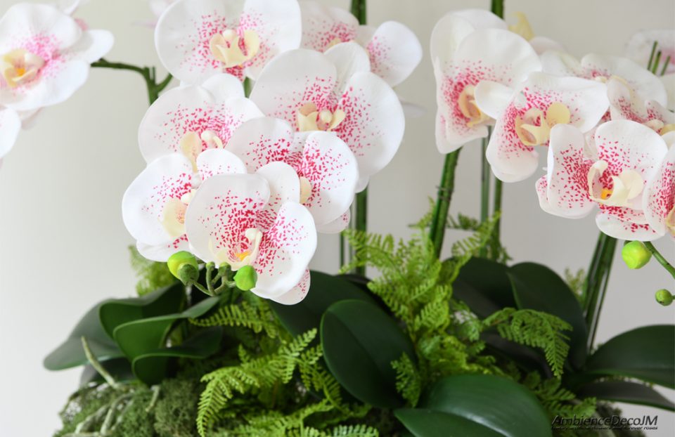 White orchids with spots arrangement