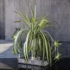 Artificial spider plant